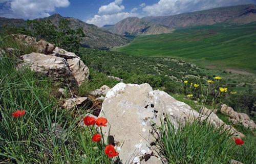 kurdistan flowers